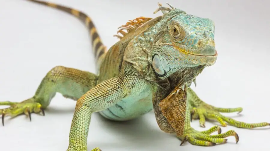 dangerous iguana