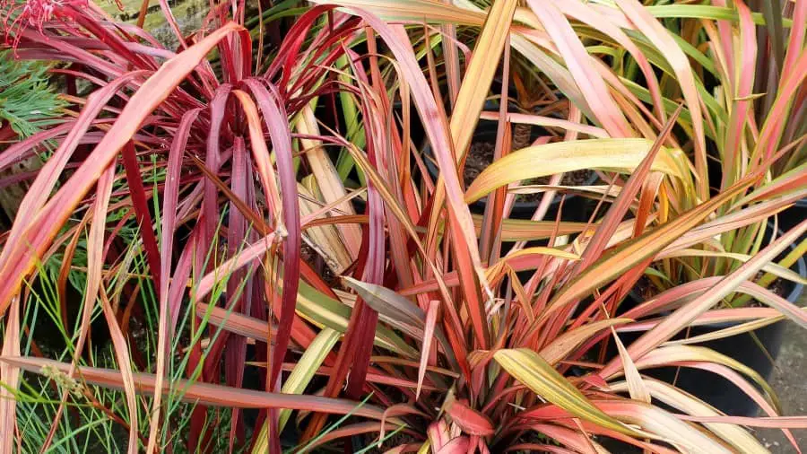 Cordyline is one of the plants iguanas don't eat, ever.