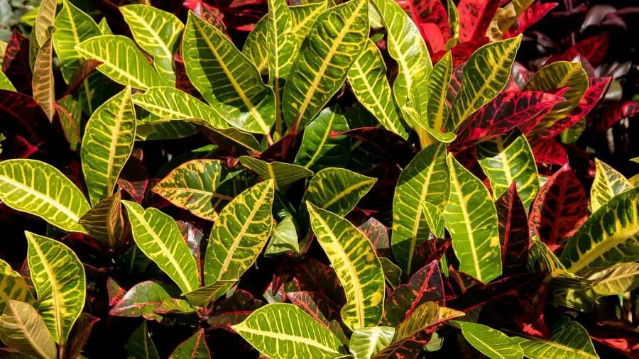 Croton, one of the plants iguanas don't eat