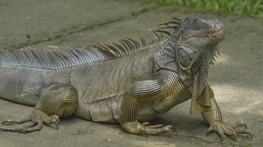 Do Iguanas Know Their Names?
