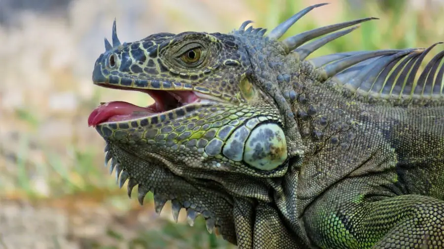 Iguana open mouth