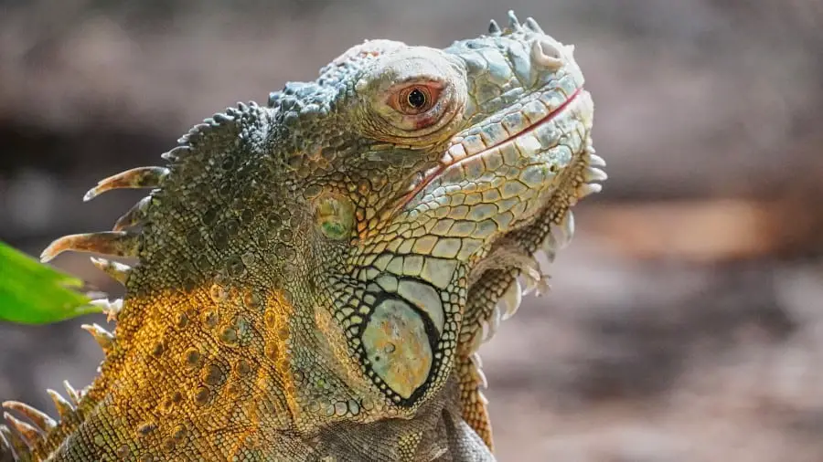 Iguana that is not blind