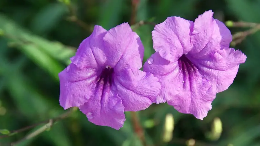 Mexican Petunia, beautiful plants with flowers that iguanas don't eat.