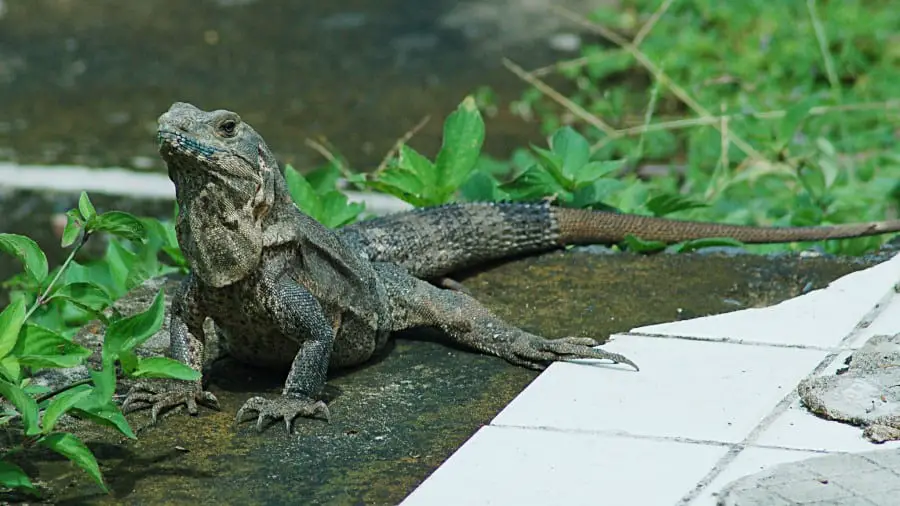 Do Iguanas Regenerate Their Tails? | AnimalBrite.com