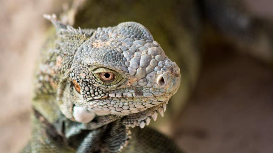 Do Iguana Bites Hurt?