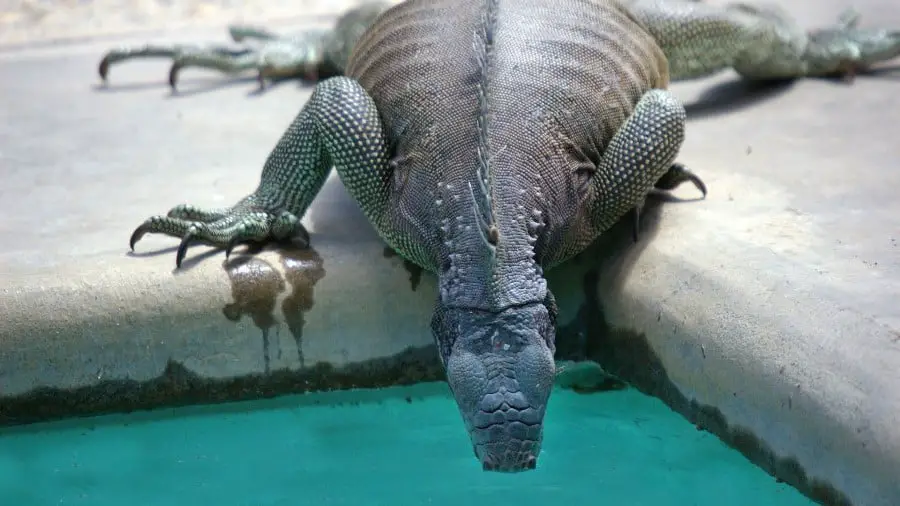 How Do Iguanas Drink Water?