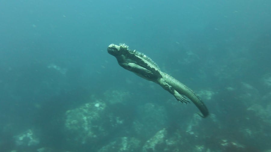 Can Iguanas Live Underwater?