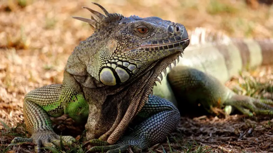 Do Iguanas Bond with Their  Owners?