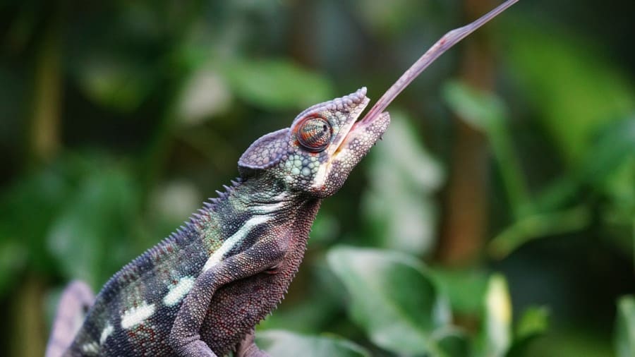 Are Chameleons Cannibals?