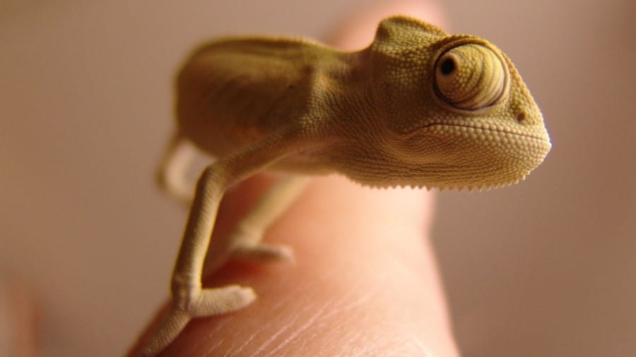 Are Chameleons Capable of Love?