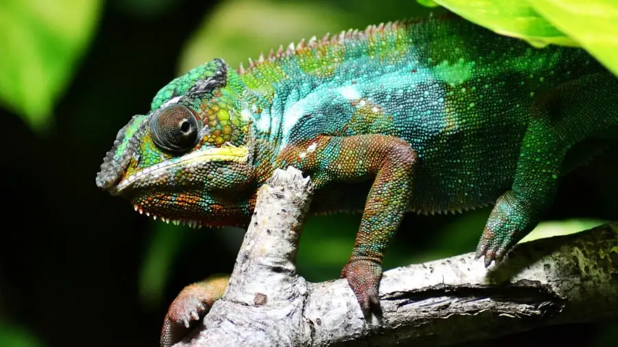 Are Chameleons Aggressive?