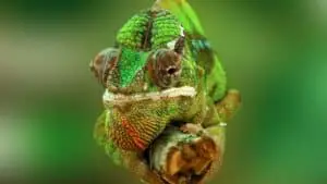 Are Chameleons Hard to Take Care of? | AnimalBrite.com