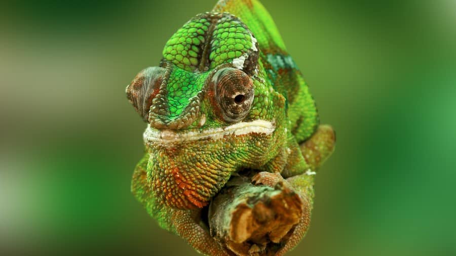 Are Chameleons Hard to Take Care of?
