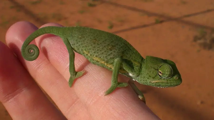 Are Chameleons Cuddly?