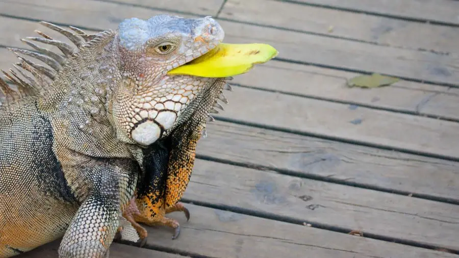 Can Iguanas Smell Food?