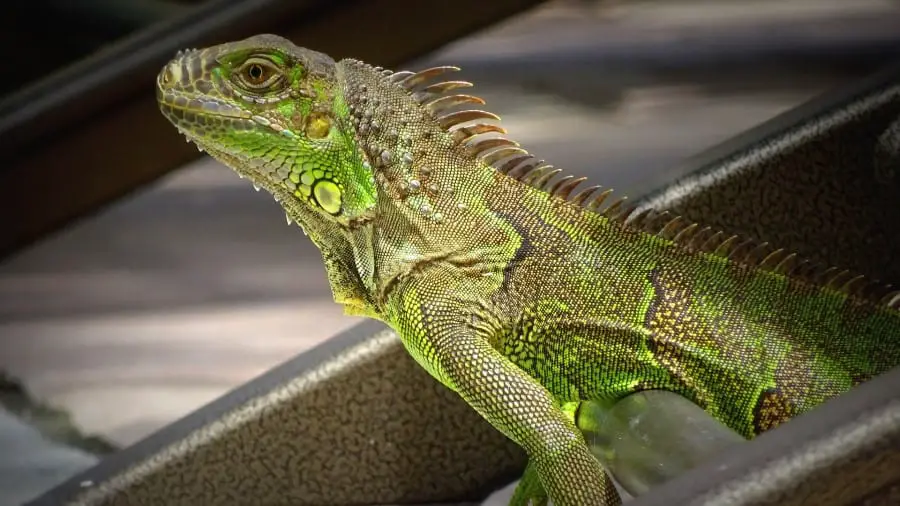 How Much Attention Do Iguanas Need?