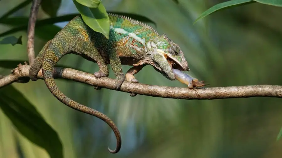 Are Chameleons Predators or Prey?