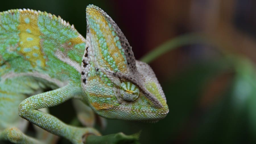 Are Chameleons Blind?