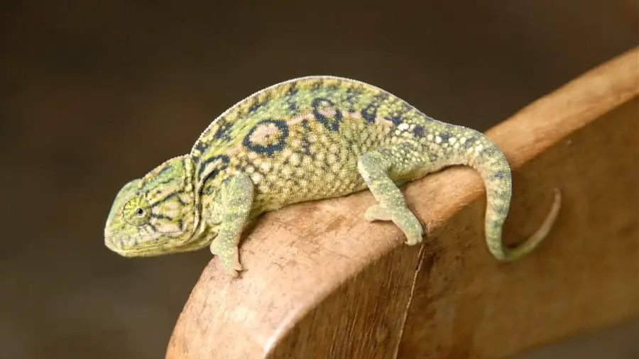 Carpet Chameleon are small but heavy chameleons