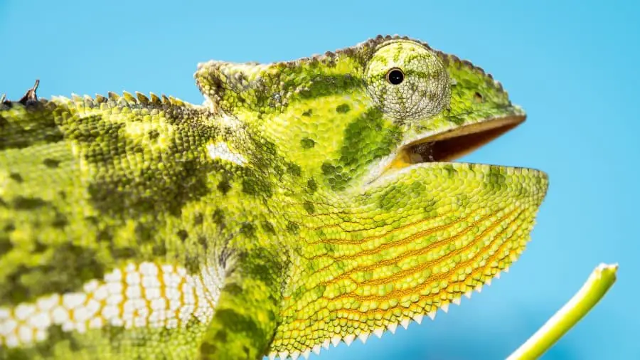 Can Chameleons Choke?