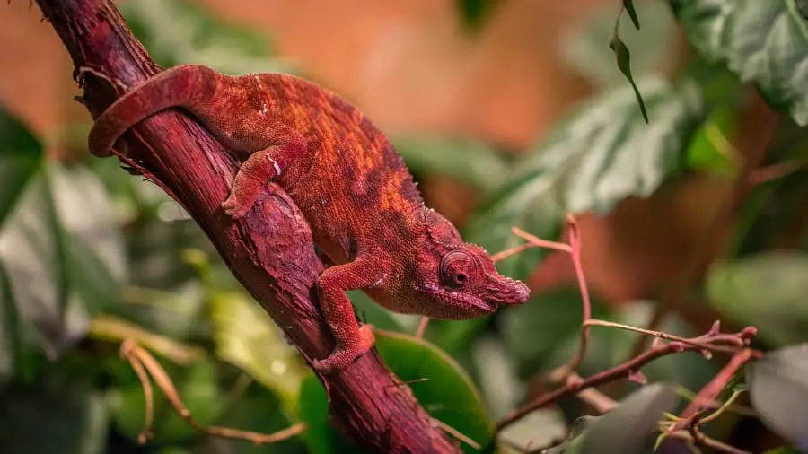 What Do Chameleons Use Their Tails For?