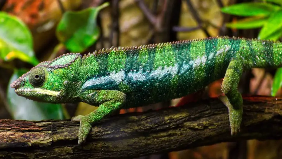 Can Chameleons Become Underweight?