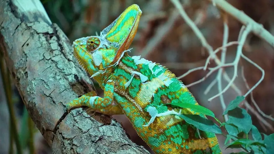Why Do Chameleons Eat Their Shed Skin?