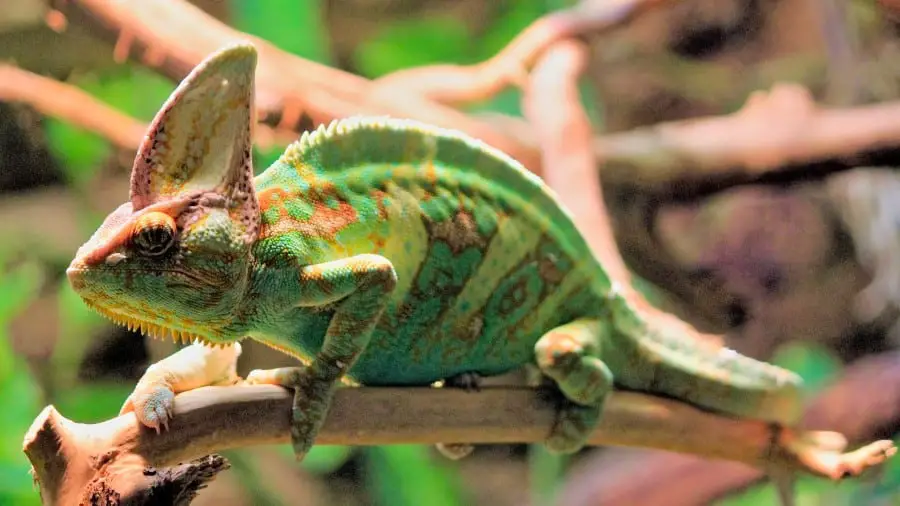 Can Chameleons Become Overweight?