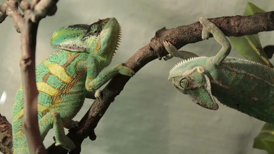 Can Chameleons Live Together?