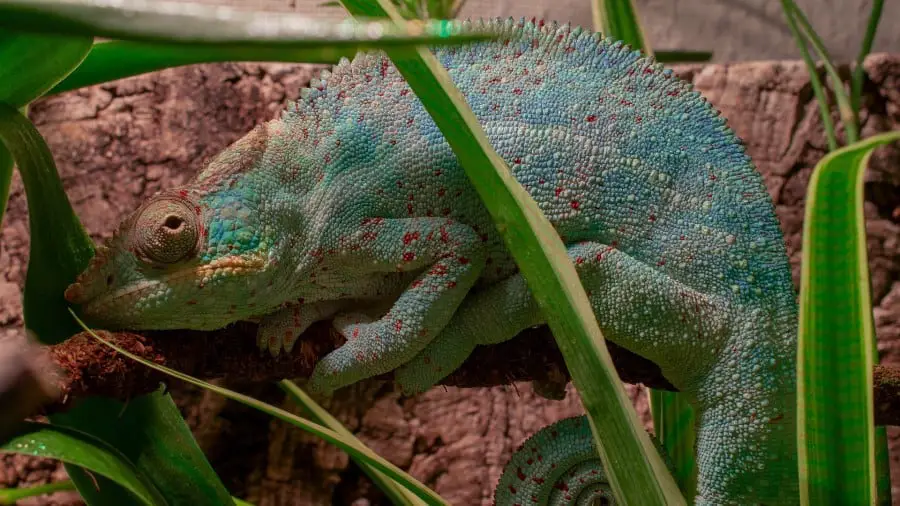 Can Chameleons Die From Stress?