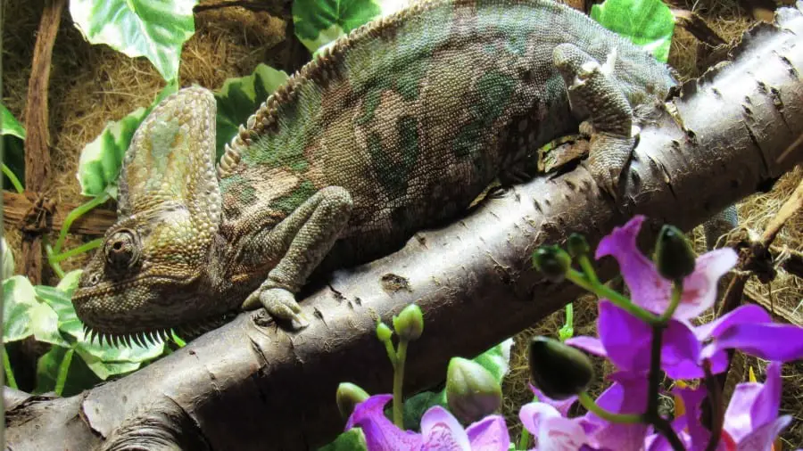 Are Chameleons Stinky?