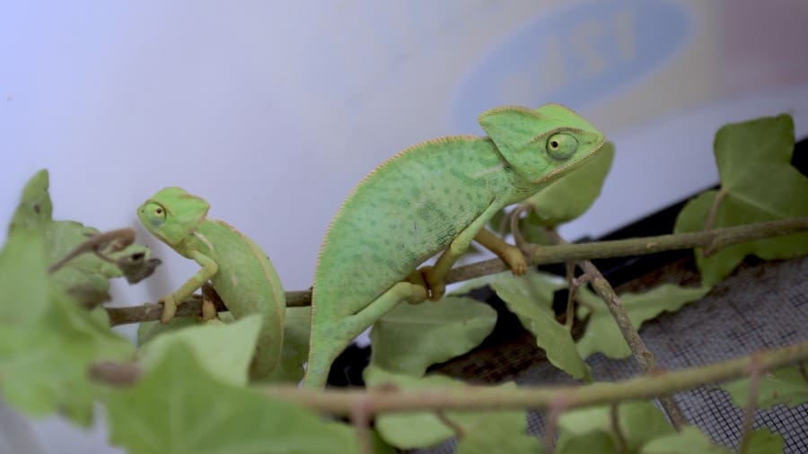 Do Chameleons Eat Their Babies?