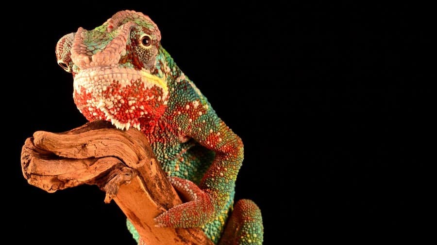 Do Chameleons Know When They Change Color?
