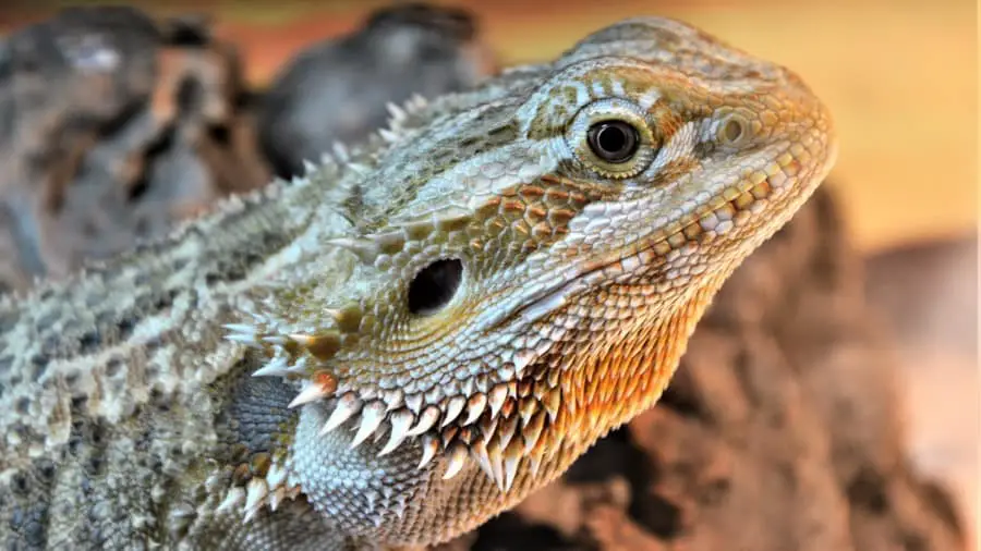 Are Bearded Dragons Bothered By Noise?