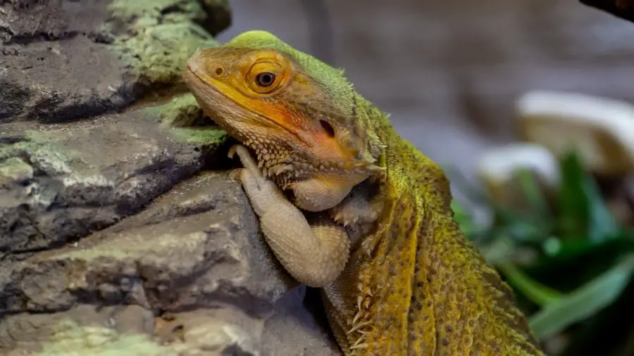 Are Bearded Dragons Social or Solitary?