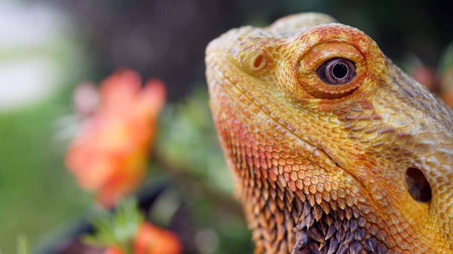 Are Bearded Dragons Color Blind?