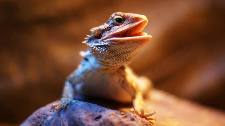 Are Bearded Dragons Protective of Their Owners?