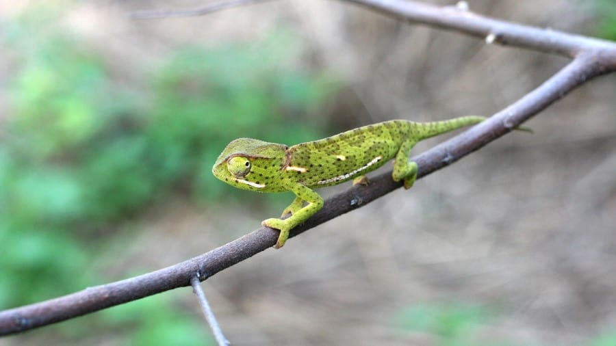 Dwarf Chameleon, they are tough little creatures