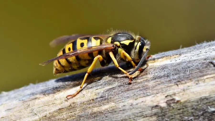 Can Chameleons Eat Wasps?