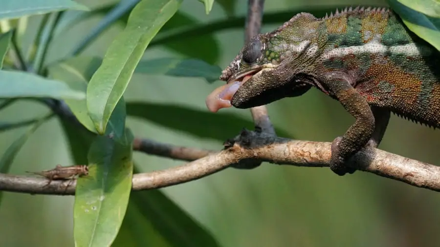 Do Chameleons Need Live Food?