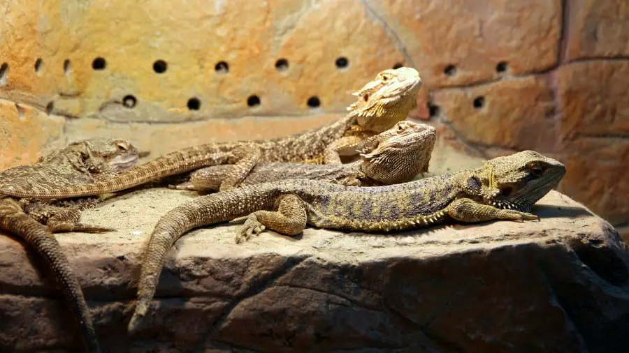 Are Bearded Dragons Cannibals?