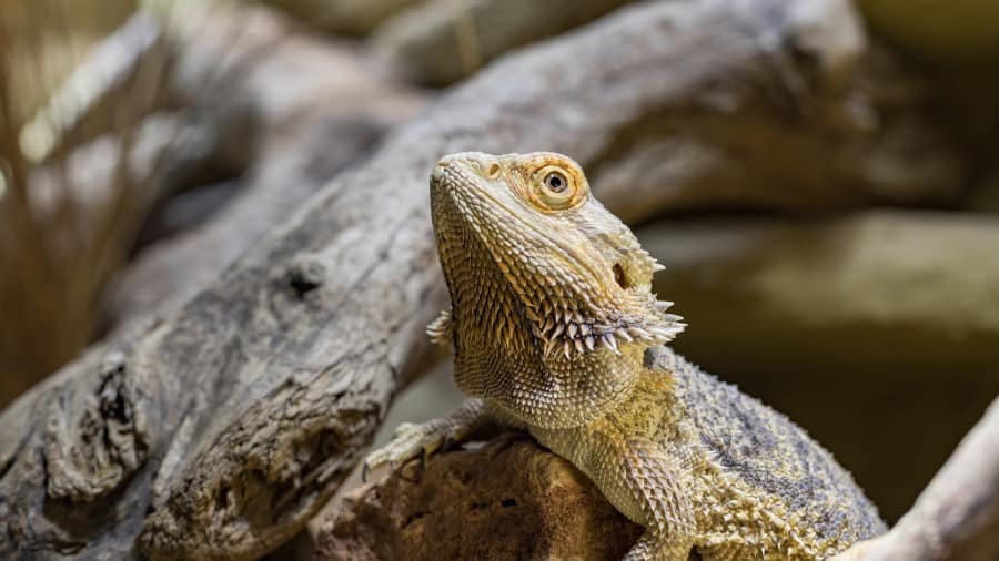 Why Do Bearded Dragons Drool?