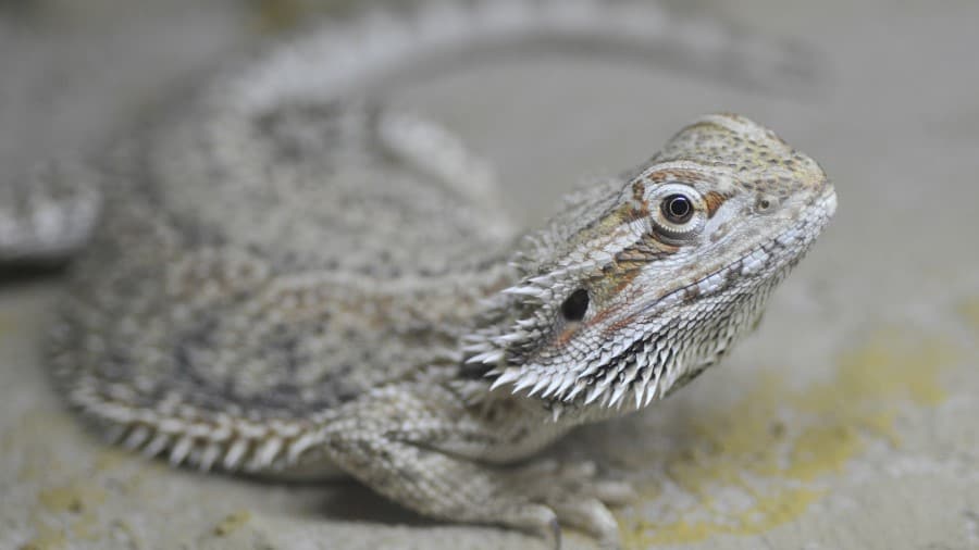 Why Do Bearded Dragons Eat Sand?