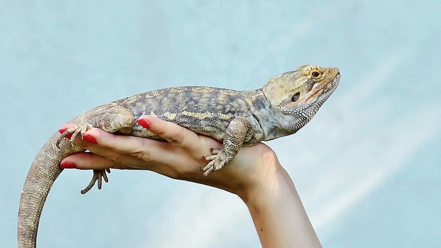 Why Do Bearded Dragons Curl Their Tails?