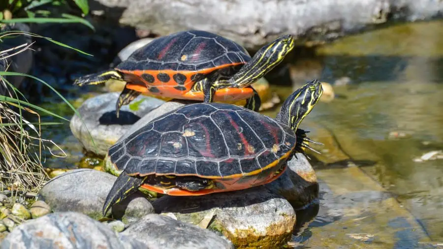 Are Turtles Better In Pairs?
