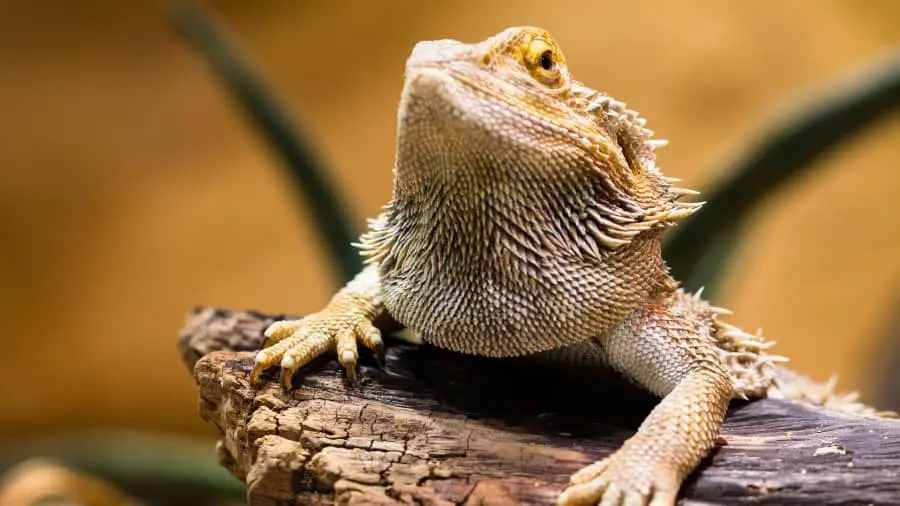 Are Bearded Dragons Lazy?