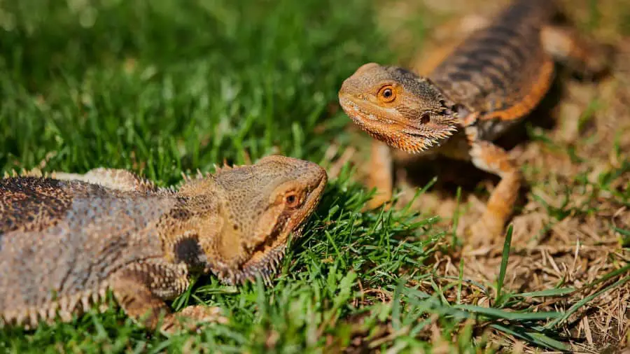 Are Bearded Dragons Territorial?