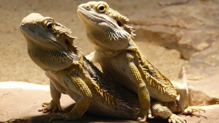 Bearded Dragons Stacking on Each Other