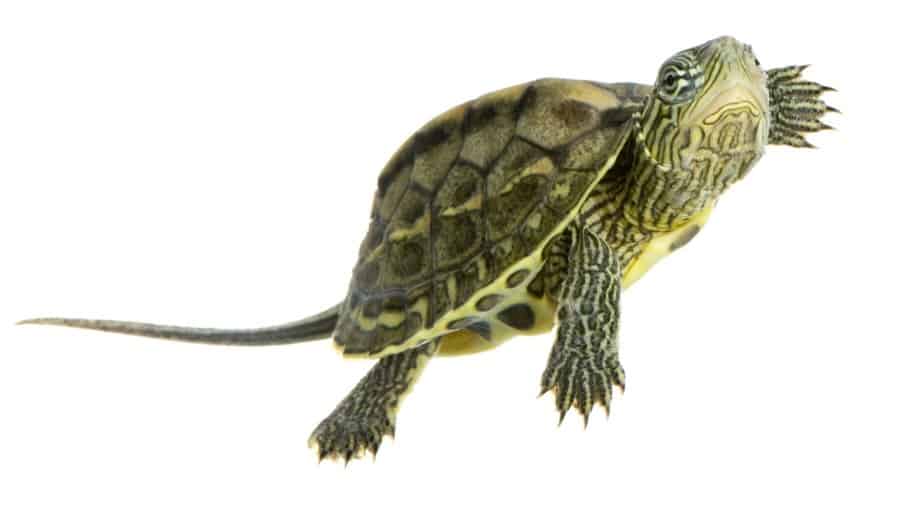 Why Do Turtles Have Tails? (Are There Any Functions?) | AnimalBrite.com