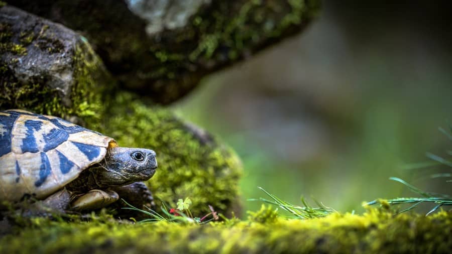 Are Turtles Social Or Solitary Animals?